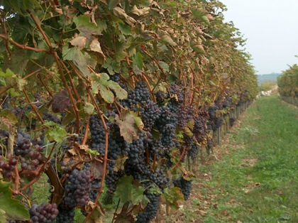 Italian producer's vineyard ready for harvest.